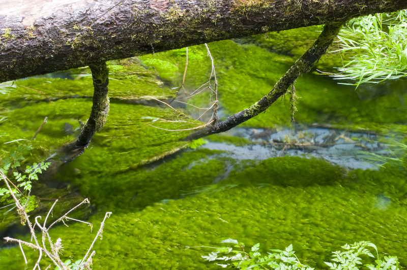 Algae In Stream